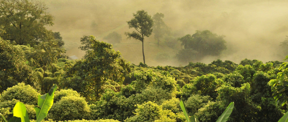 Green trees under white clouds, by Boudewijn Huysmans su Unsplash