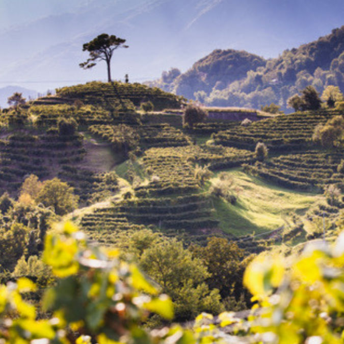 "Landscape of Conegliano Valdobbiadene area", ©Proseccheria, 2023